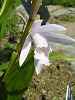 Bletilla Striata (fam. Orchidacees) (Chine) (06) (Photo F. Mrugala)